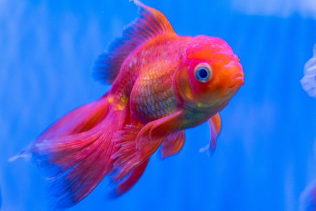 Oranda zlatne ribice