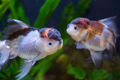 Oranda zlatne ribice