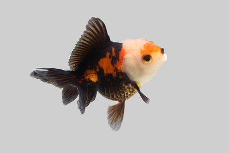 Oranda zlatne ribice