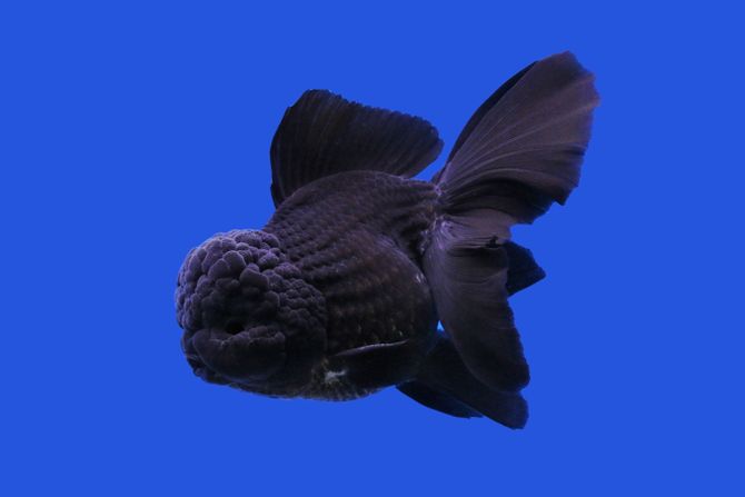Oranda zlatne ribice