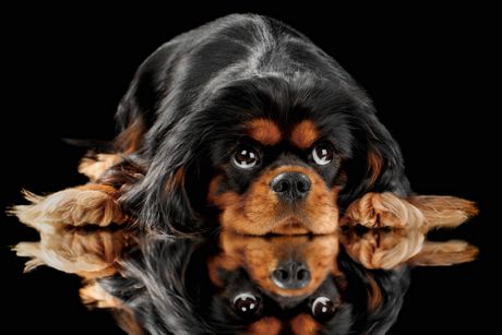 Kavalirski španijel kralja Čarlsa