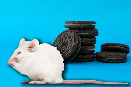 oreo mis