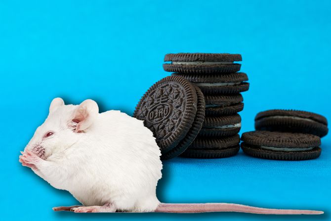 oreo mis