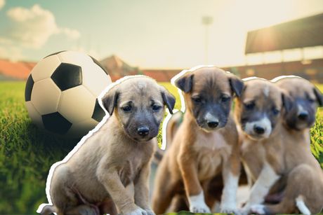 Maroko Mundijal i psi