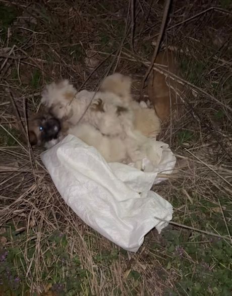 Ženka maltezera i štenci Mladenovac