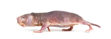 Najčudniji pacovi na svetu