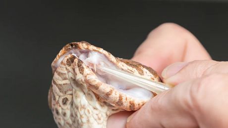 Zmija sa tri očnjaka