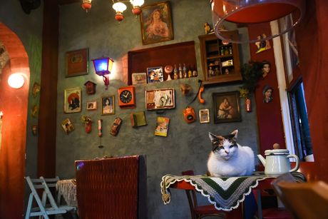 Cat cafe