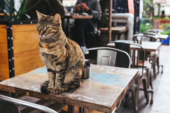 Cat cafe