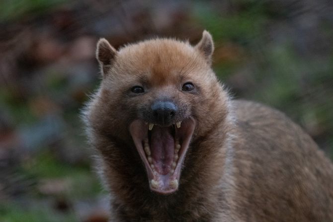 Pas Amazonija ilustracija