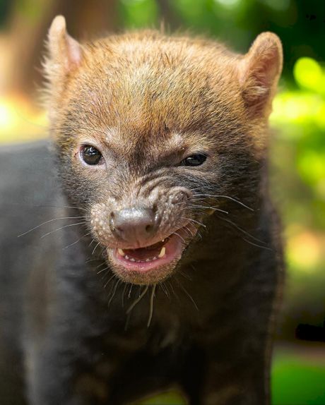 Pas Amazonija ilustracija