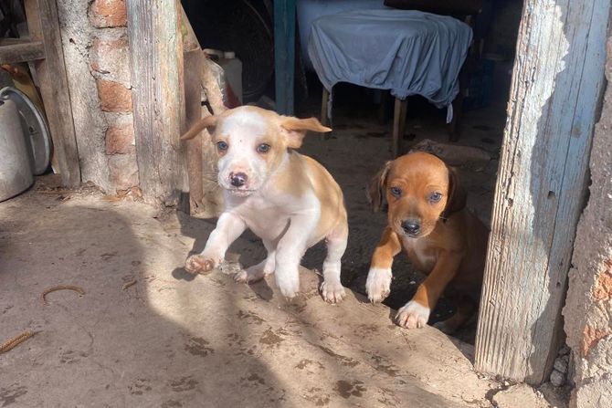 Psi Mili i Vanili Užice