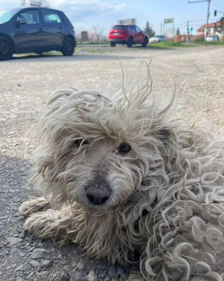 Pas Spomen park Jajinci