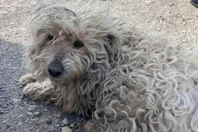 Pas Spomen park Jajinci