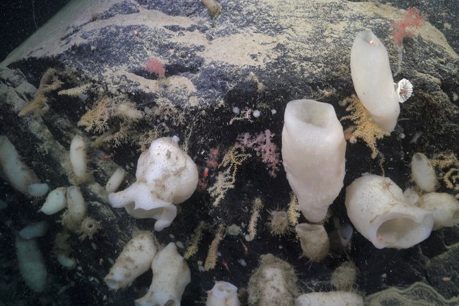 Antarktik, ledeni breg