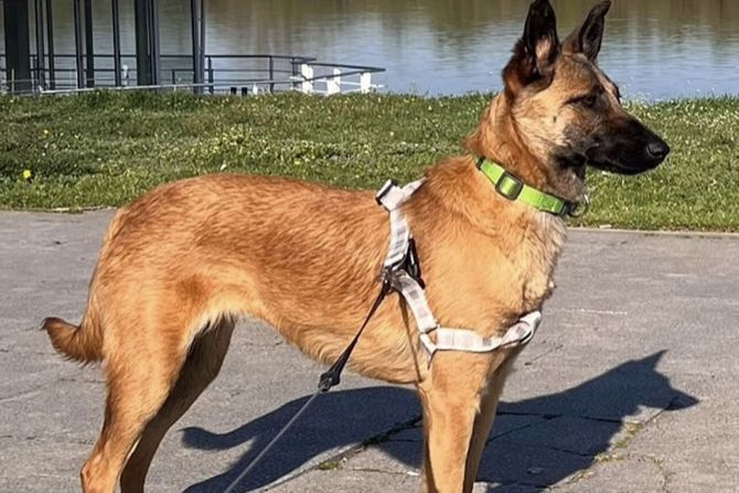 Malinoa ženka udomljavanje