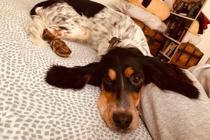 Crno-bela seterka Vera