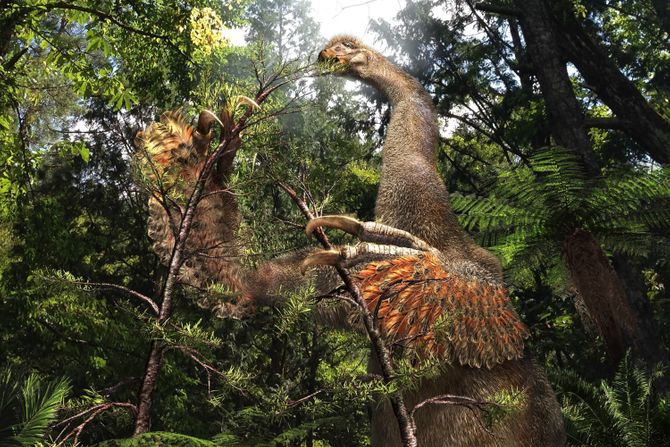 Duonychus tsogtbaatari