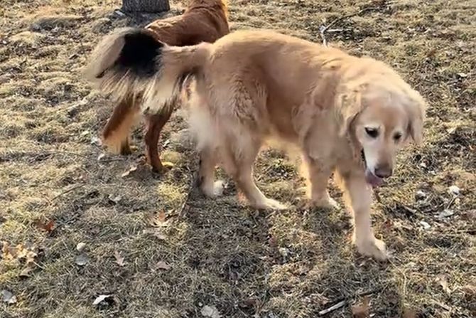 Zlatni retriver Jogi