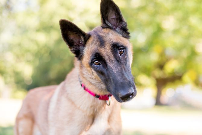 Belgijski ovčar malinoa