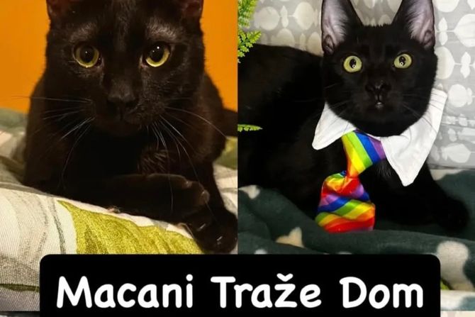 Macani traže dom