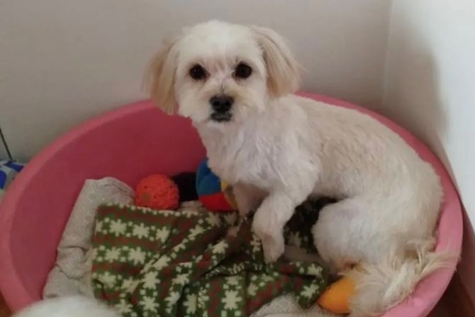 Mama maltezerka iz džaka