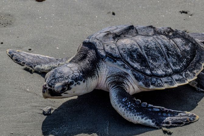 Kempova morska kornjača