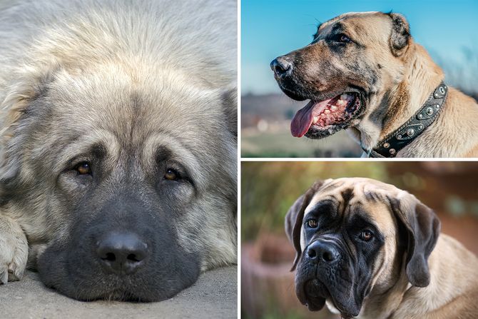 Kavkaski ovčar, Engleski mastif, Turski šepard Kangal pas