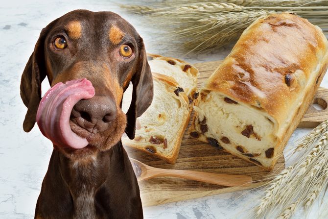 Pas i uskršnja poslastica