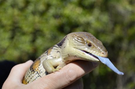 Gušter plavog jezika