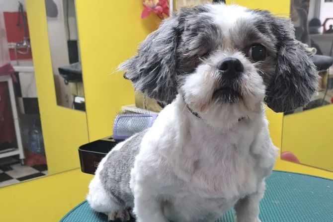 Pas Pipi udomljavanje