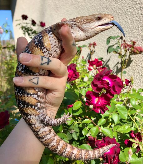 Gušter plavog jezika