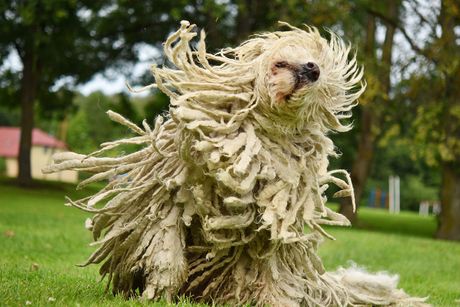 Komondor