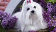 Maltezeri često pate od ovih 5 ZDRAVSTVENIH PROBLEMA: Na udaru dušnik, zubi, dva organa i jedna kost