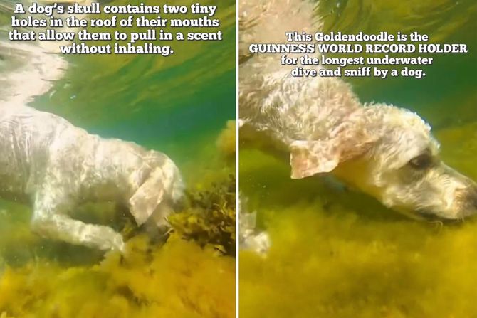 Pas Ginisov svetski rekord pod vodom