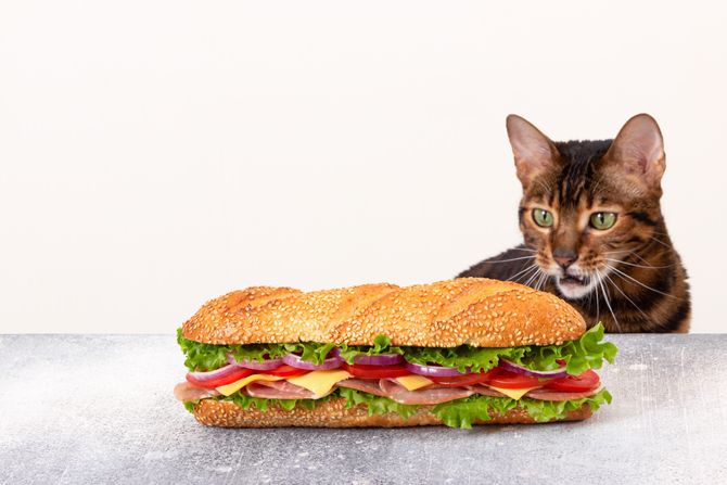 Mačka i sendvič