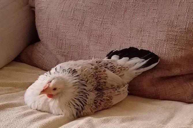 Kućni ljubimac koka Koko