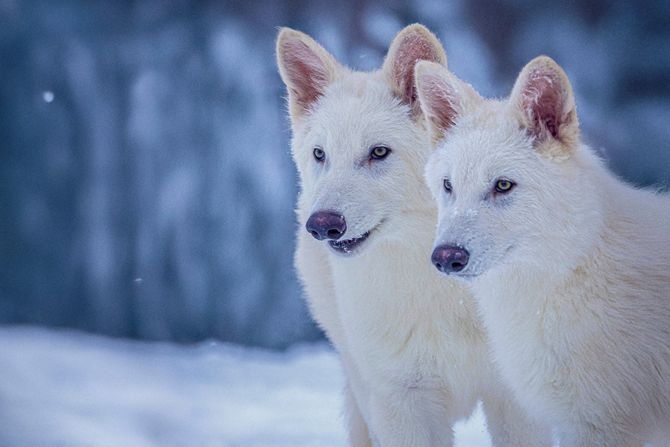 Romulus i Remus vukovi