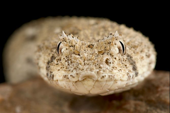 Zmija namakuja patuljasta guja