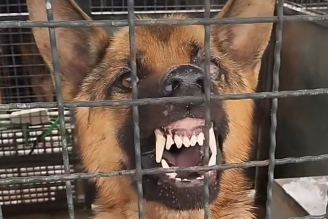 Pas Ben udomljavanje