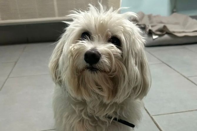 Pas Beograd udomljavanje