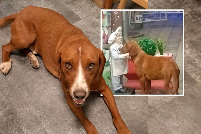 Pas Hogar Strašni udomljavanje