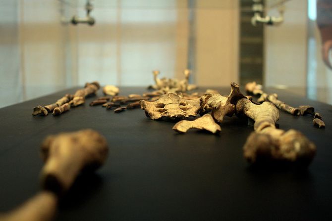 Kosti ljudskih predaka