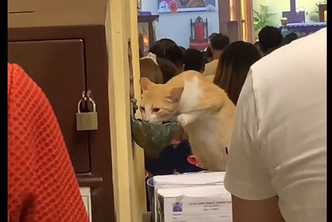 Mačka pije svetu vodicu u crkvi