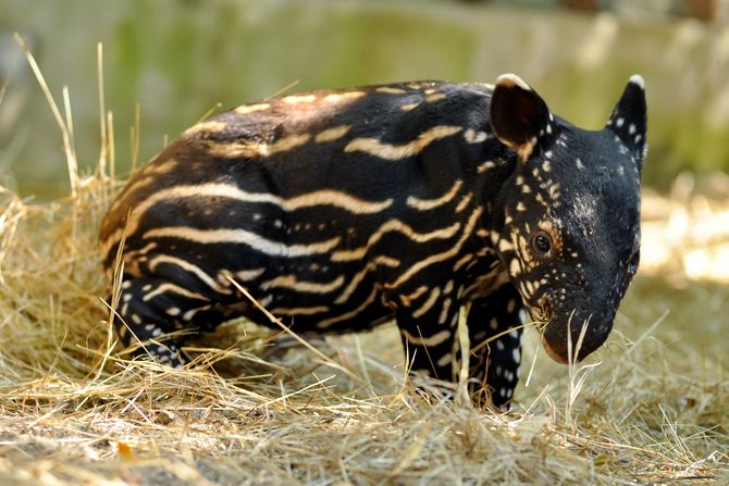 Malajski tapir