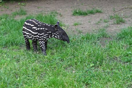 Malajski tapir