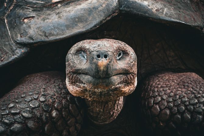 Zapadna Santa Kruz galapagoska kornjača