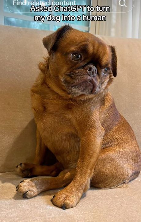 ChatGPT AI vlasnik i pas