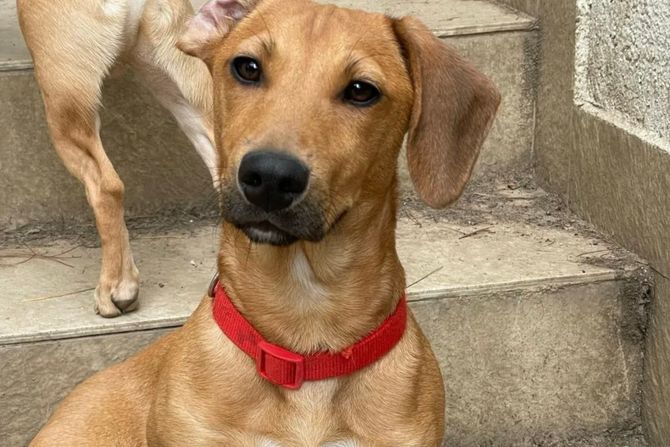 Pas Đango udomljavanje