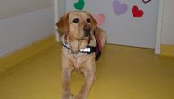 Katka, prvi pas doktor u dečijoj bolnici u Zagrebu: Labradorka čuva i zabavlja male pacijente na onkologiji